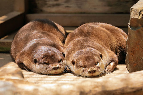 生態観察・ライブビュー