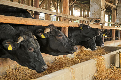 IoT畜産農業活用